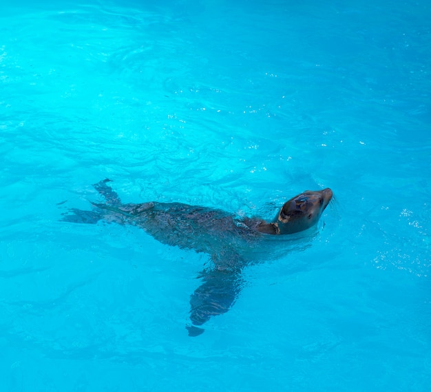 写真 青い海水で泳ぐアザラシ