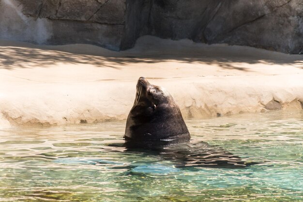 写真 動物園の池で泳ぐ海<unk>