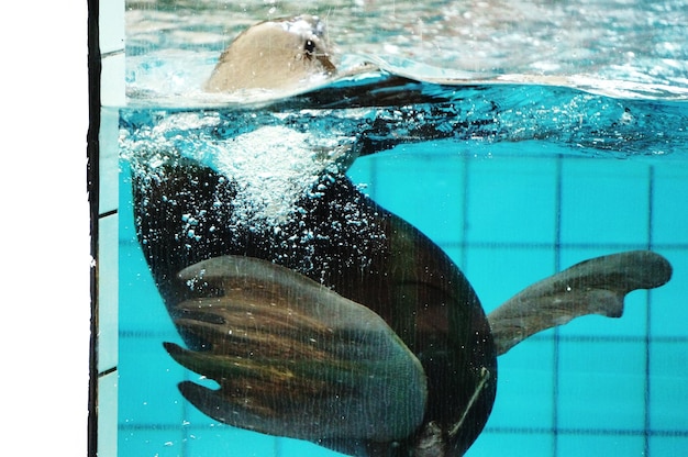 Foto foca che nuota in piscina