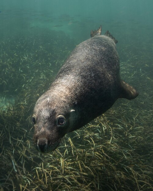 Photo seal swimming in sea