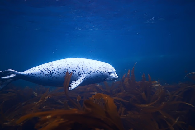 Seal underwater photo in wild nature