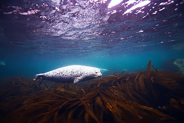 Photo seal underwater photo in wild nature