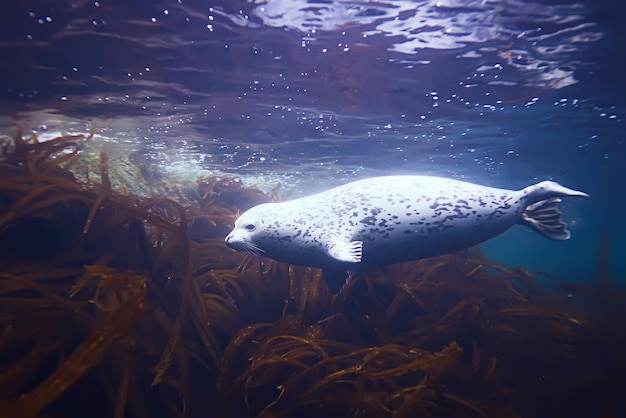 seal underwater photo in wild nature