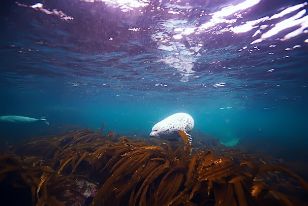 Подводная фотография тюленя в дикой природе