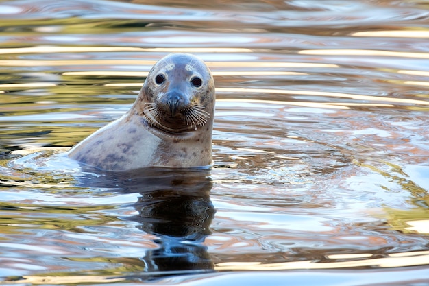 Photo seal in the water