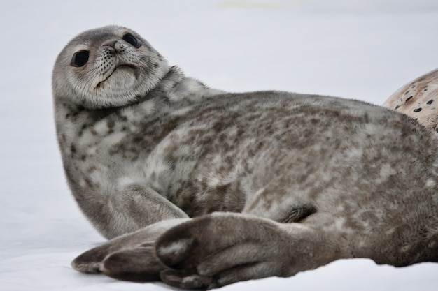 Seal in a winter landscape