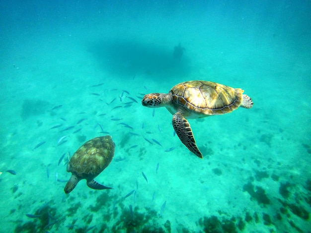 Sealife Zeeschildpadden zwemmen onder water