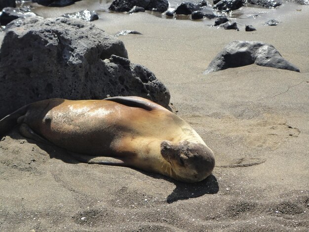 ガラパゴス諸島のビーチのアザラシ