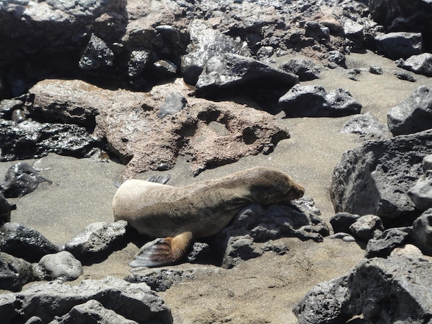 Seals on the beach on Galapagos Islands