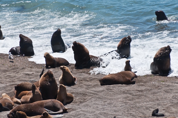 Foto sigilli nella spiaggia patagonia, argentina