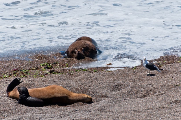 seals in the beach patagonia, argentina