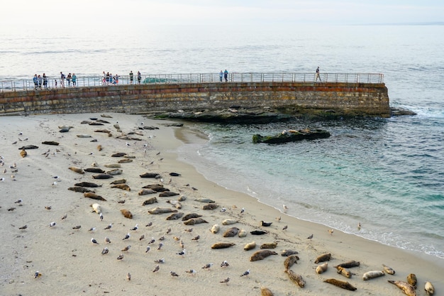 Seals on the beach at the san diego zoo