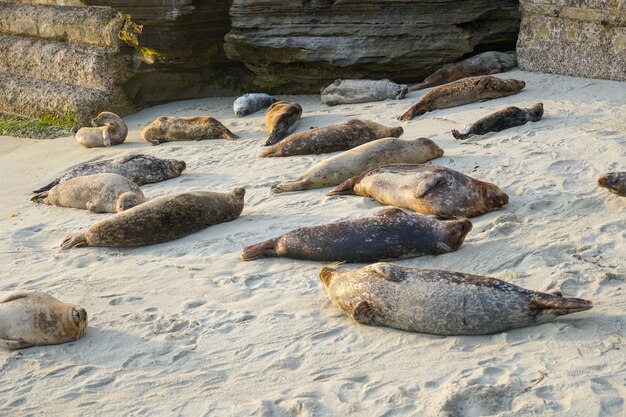 Seal Cove의 해변에 있는 물개