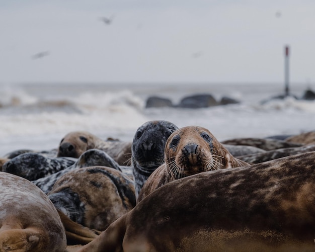 Photo seals on beach