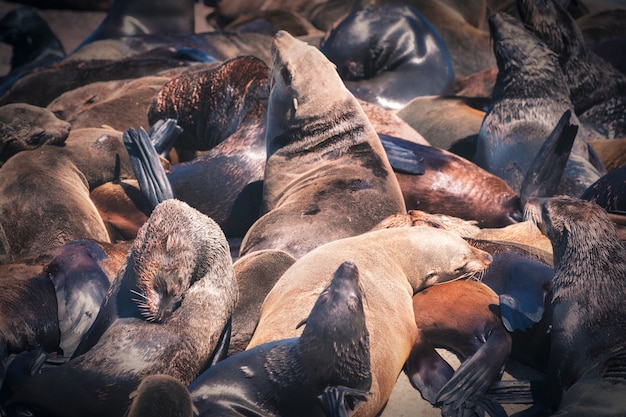 Photo seals on a hout bay seal island in cape town, south africa