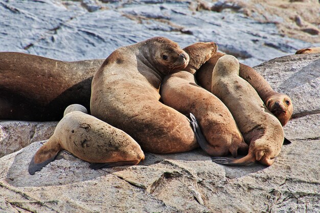 Seals on the island in Beagle channel close Ushuaia city