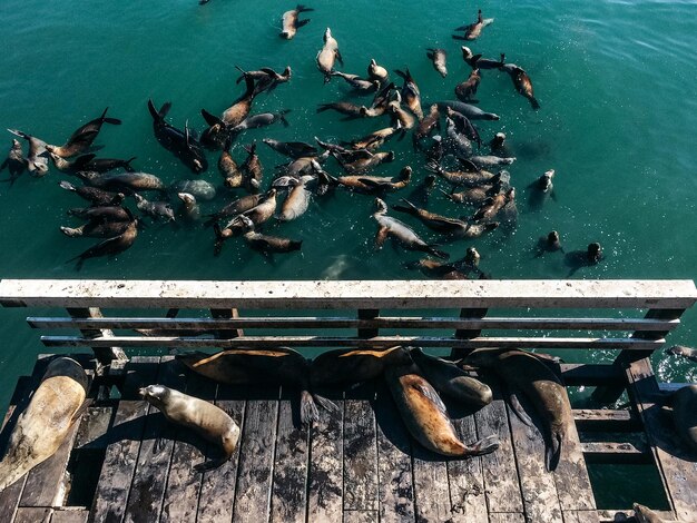 Photo seals on jetty and water