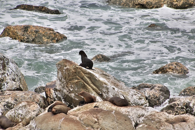 Seals in the Pacific, Kaikoura, New Zealand