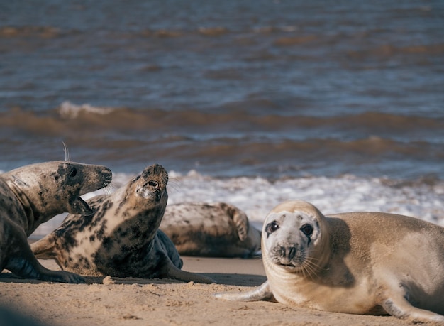 Photo seals relaxing on beach