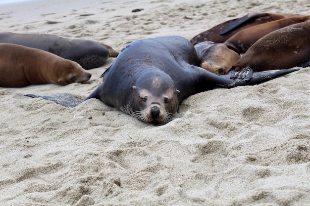 Seals relaxing on sandy beach