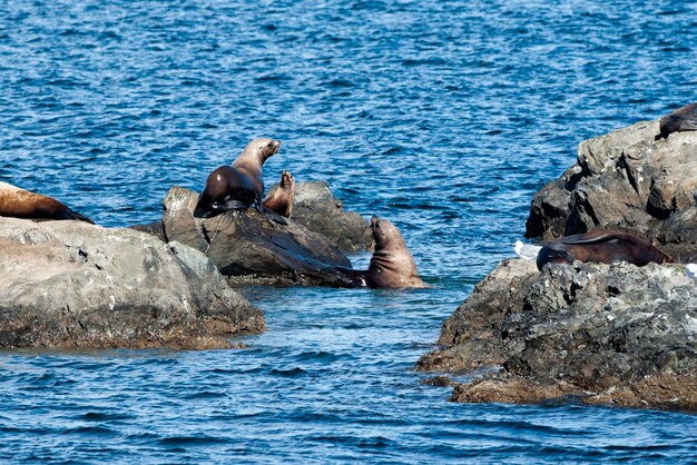 Seals on rocks near Whittier, Alaska