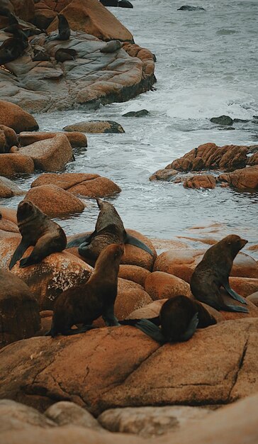 Photo seals on rocks