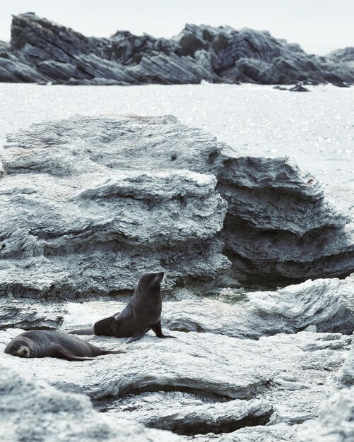 写真 海辺の岩の上に座っている海<unk>