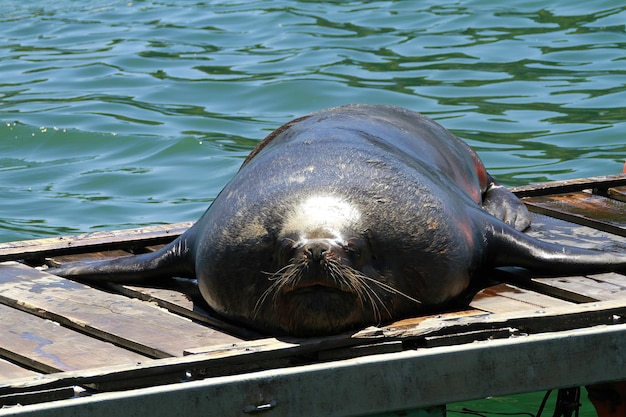 Seals in the town of Validivia Chile