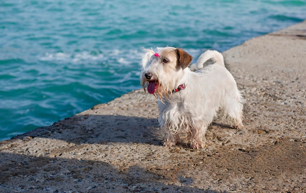 Foto sealyham terrier sul molo.