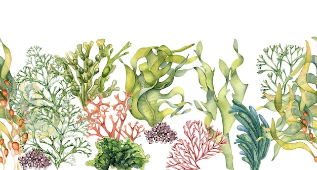 Seamless banner of colorful sea plants watercolor illustration isolated on white