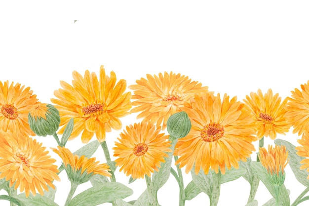 사진 오렌지 칼렌듈라 오피시날리스의 매끄러운 테두리 에코 상품 직물 천연 약초 건강 차 화장품 및 동종 요법 레이블에 대한 수채화 손으로 그린 식물 그림