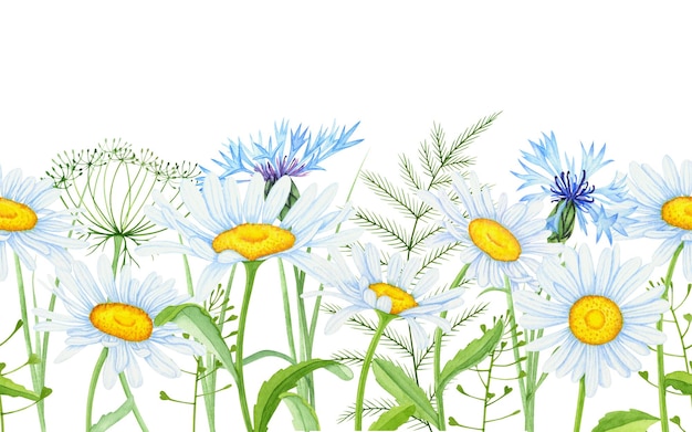 Seamless border of wildflowers on a white background Watercolor flower border