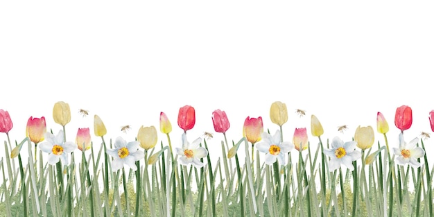 Seamless border with tulips and daffodils floral frameWatercolor illustrationMarch 8 card