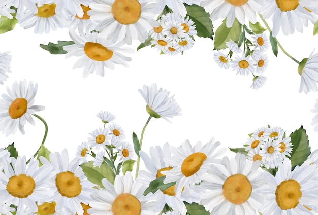 Seamless border with watercolor daisies hand drawn botanical\
drawing floral seamless border for fabric paper and other print and\
web projects