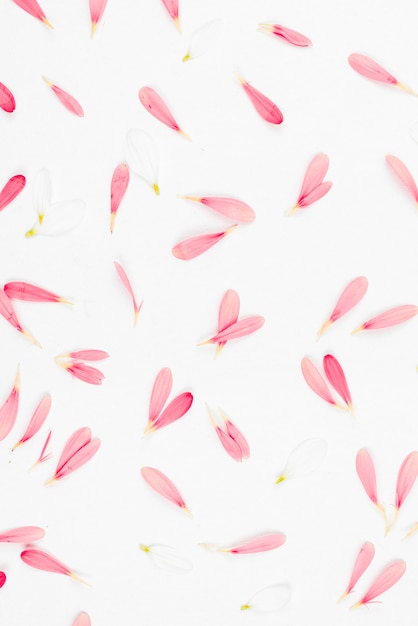 Seamless flower petals on white background