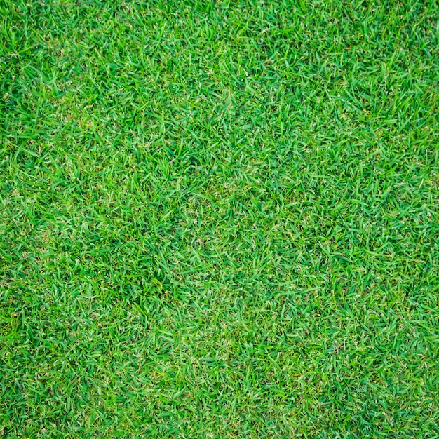 Seamless green grass background