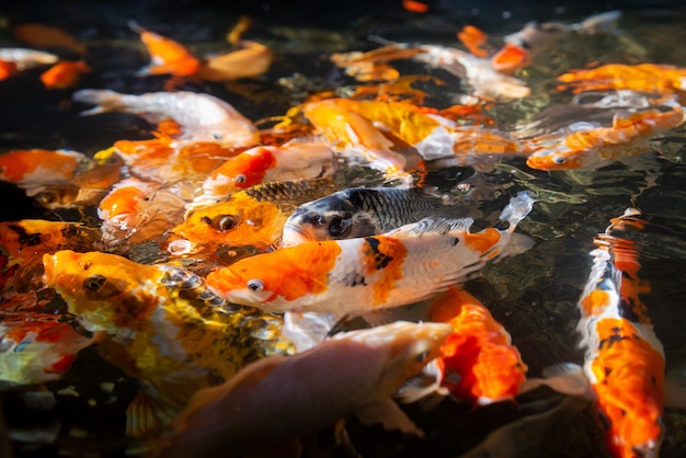 매끄러운 잉어 잉어, 연못에서 수영하는 아름다운 다채로운 잉어 물고기