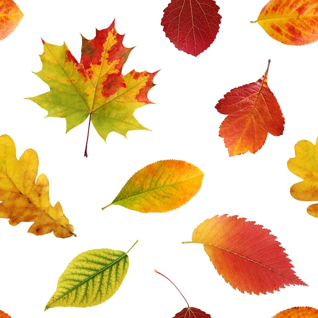 Бесшовный узор осенние листья на белом фоне Опавшие листья дуба, клена, боярышника, осины, вяза
