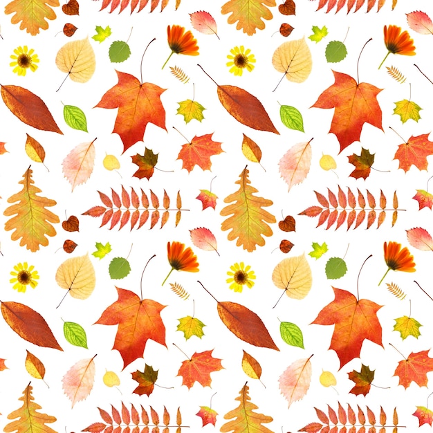 Seamless pattern of autumn leaves