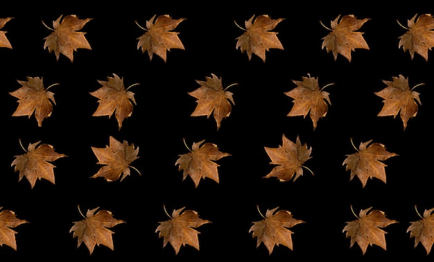 Seamless pattern autumn maple leaf on a black background