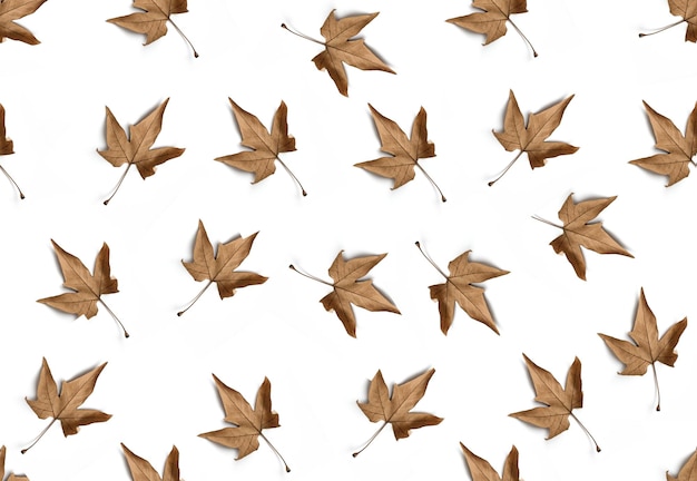 白い背景の上のシームレス パターン秋のカエデの葉
