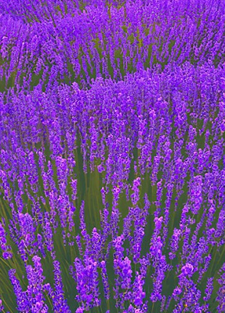 柔らかい紫色の色でラベンダの畑に触発されたシームレスなパターンの背景
