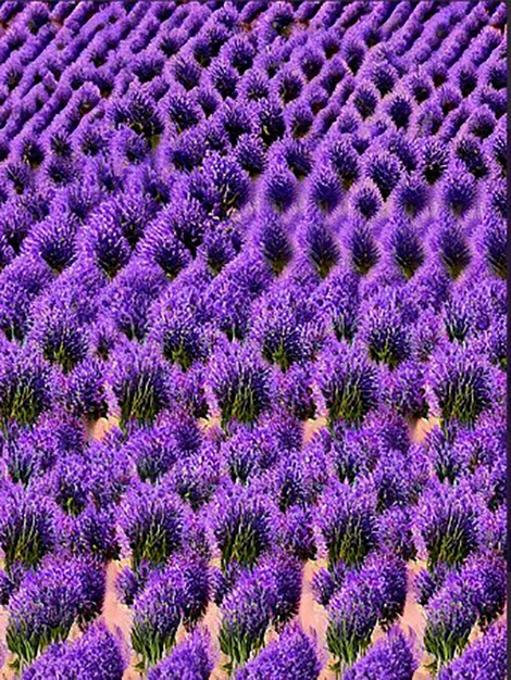 Seamless pattern background inspired by a field of lavender with rows of lavender plants and buzzing bees collecting nectar