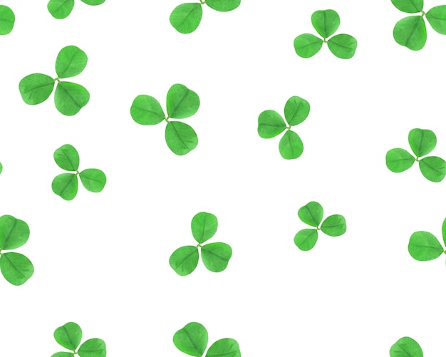 Seamless pattern of clover leaves on a white background