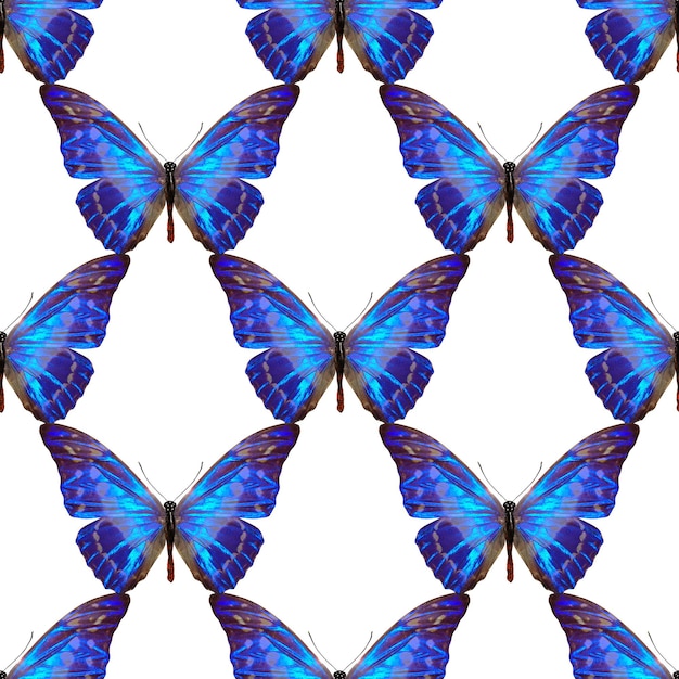 흰색 배경에 고립 된 색 나비의 완벽 한 패턴