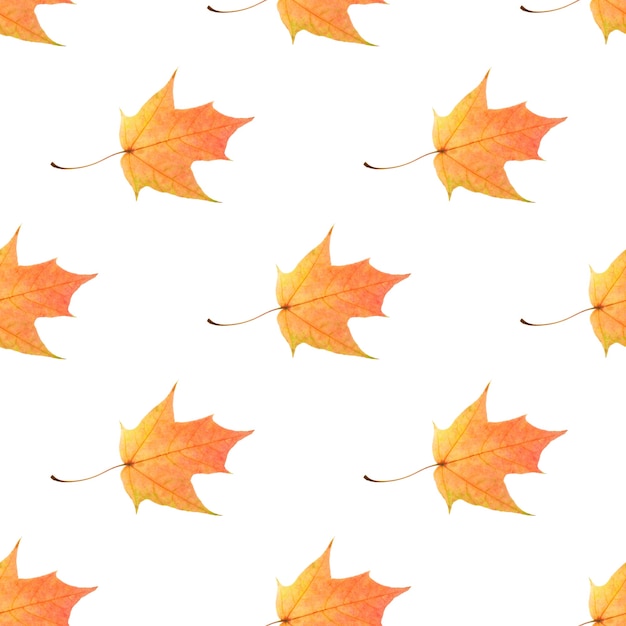 Seamless pattern of colored leaves isolated on white background