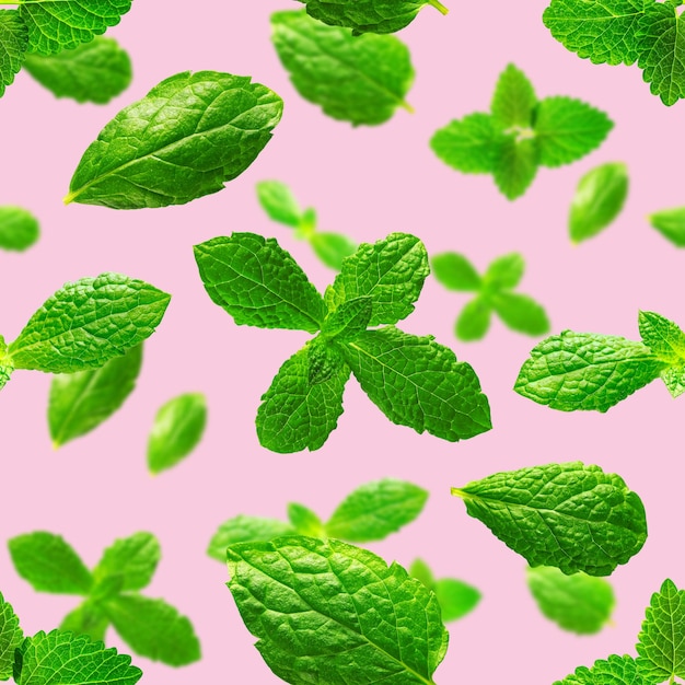 Seamless pattern of fresh mint leaves on pink background