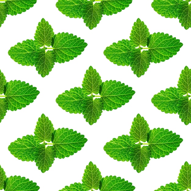 Seamless pattern of fresh mint leaves on white background