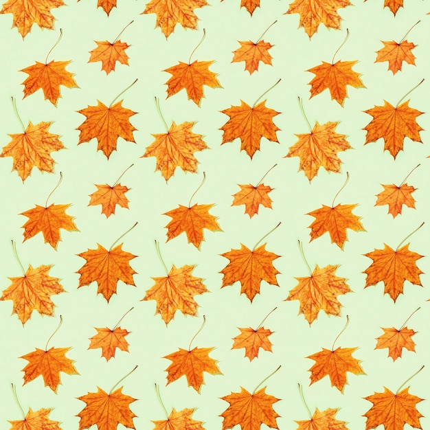 Photo seamless pattern from made of dry autumn leaves on light green background