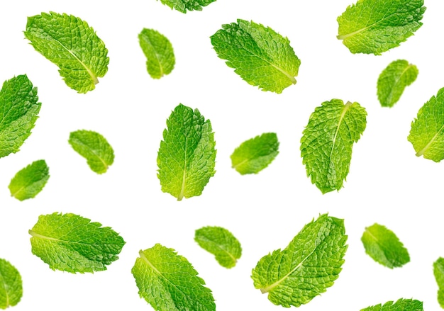 Seamless pattern made of refreshing scented green mint leaves on white background with menthol aroma